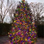 A fully decorated and lit christmas tree at The Homestead Inn